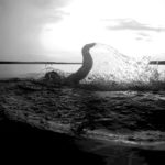 triathlon-swimming-header